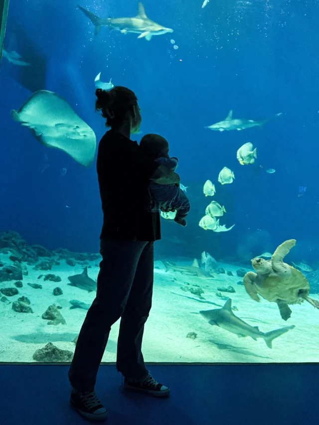 Naoglądałam się tych rolek pod tytułem „zabierz niemowlaka do oceanarium”… 🙈 no i zabrałam! 😍

Den Blå Planet (Błękitna Planeta) to największe akwarium w Północnej Europie. 🪼

Nie tylko rekiny, żółwie i płaszczki, ale też wydry, nietoperze, tropikalne rośliny, egzotyczne motyle i ptaki. 🦈🦋🦦

Teraz już rozumiem, jak to jest, gdy planujesz podróże nie tylko pod siebie, ale też szukasz i zastanawiasz się, „jakie atrakcje mogę wymyślić dla mojego dziecka?” 👶🏼

Ktoś, kiedyś, w środowisku blogo-podróżniczym powiedział, że jest mnóstwo wpisów „o podróżach z dziećmi”, ale mało kto pisze o „podróżach dla dzieci”. 🤷🏽‍♀️

Na naszym profilu @born2travelpl, a także tutaj, na pewno będzie jedno i drugie. 🛝

Już nie mogę się doczekać tych aquaparków i zjeżdżalni… 🤭😍

#denblåplanet #oceanarium #podrozezdzieckiem #podrozezniemowlakiem